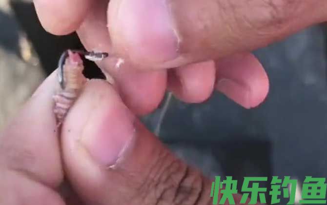 沙蚕