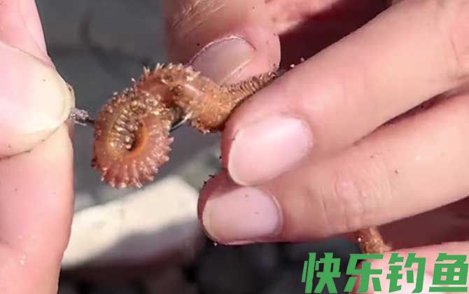 沙蚕