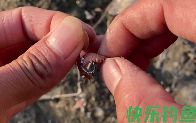 沙蚕