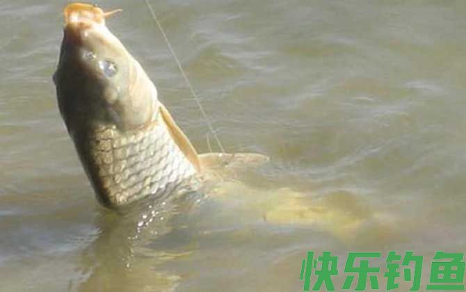 冬季钓鲤鱼
