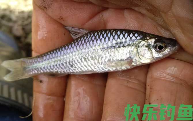 钓麦穗鱼