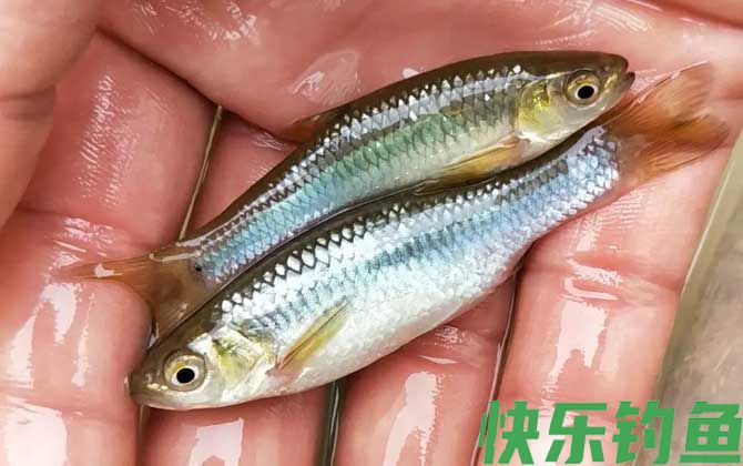钓麦穗鱼