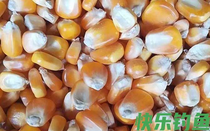 干老玉米