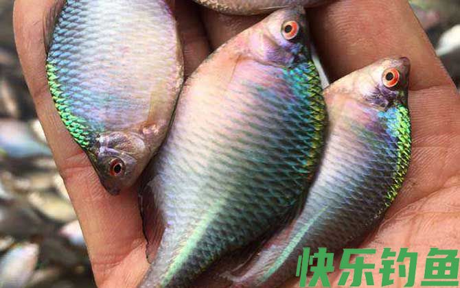 鳑鲏鱼