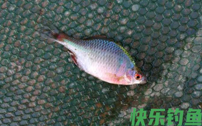 鳑鲏鱼