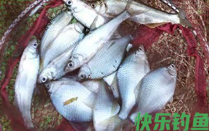 鳑鲏鱼