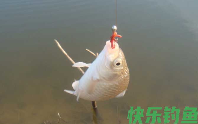 蚯蚓