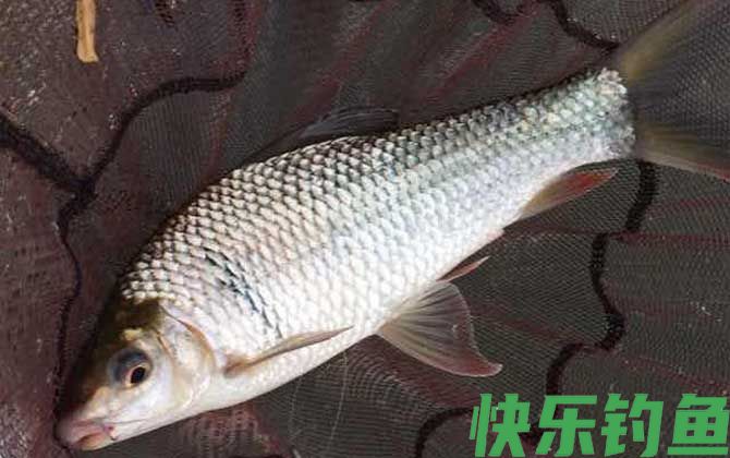 钓鲮鱼