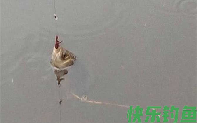 蚯蚓野钓