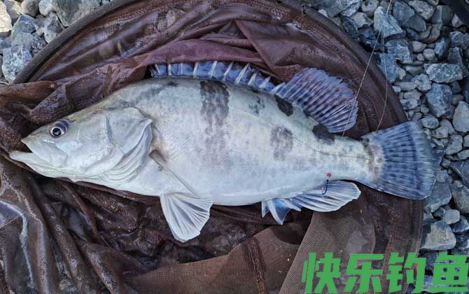 桂鱼