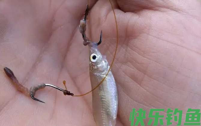 蚯蚓钓鱼
