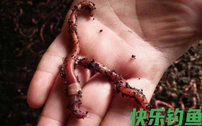 蚯蚓钓鱼