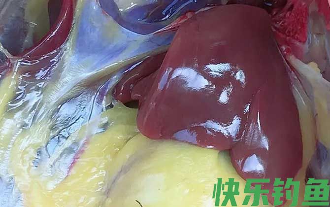 鸡肝钓鱼