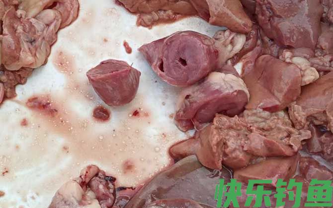 鸡肝钓鱼