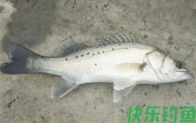 钓鲈鱼