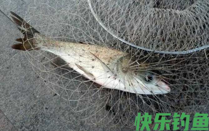 鲢鳙