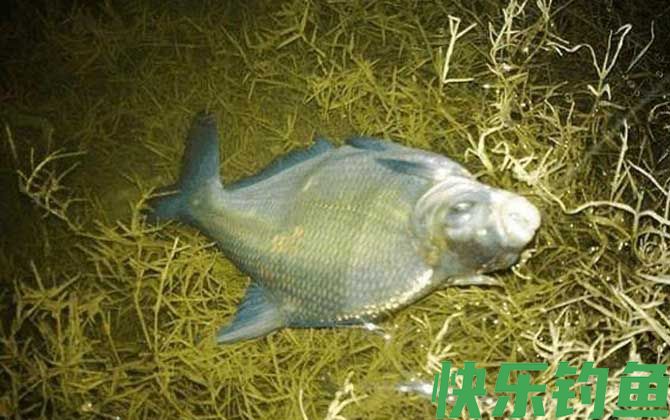 野钓鳊鱼