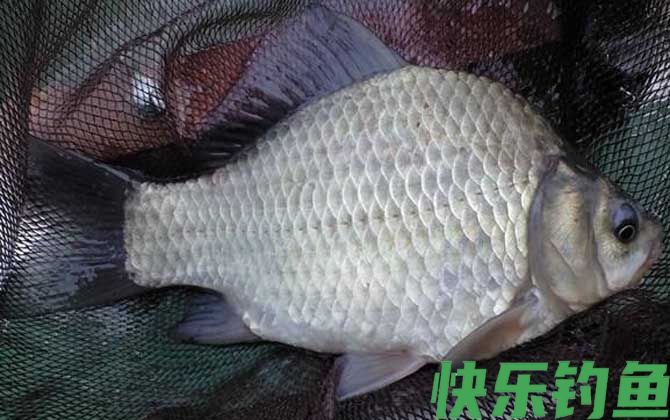 野钓鲫鱼