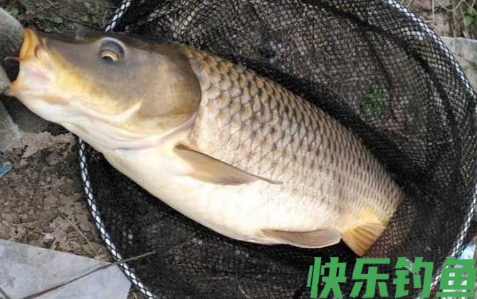 钓鱼