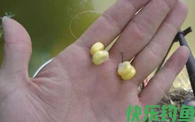 玉米