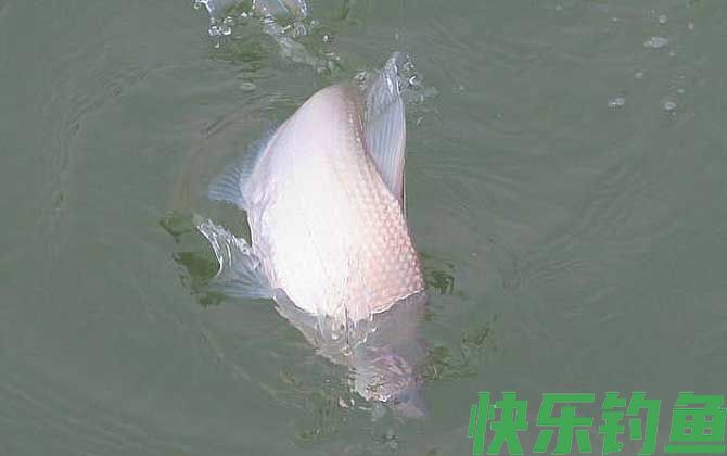 鳊鱼