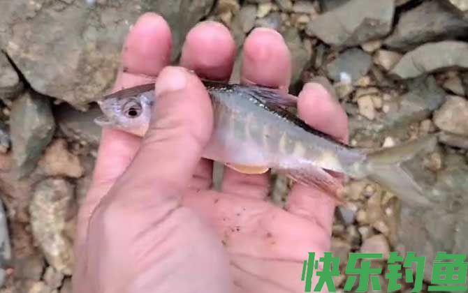 钓马口鱼
