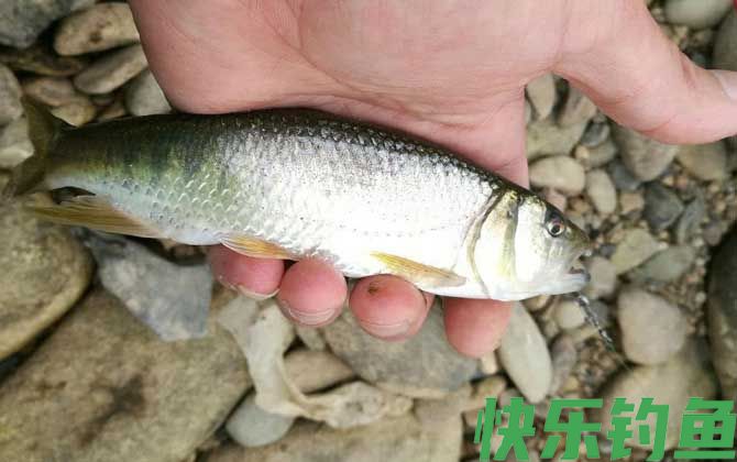 钓马口鱼
