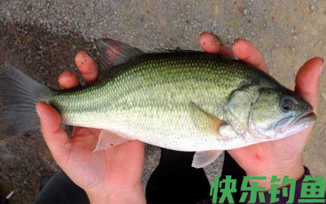 钓鲈鱼
