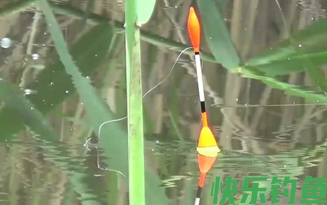 钓鱼