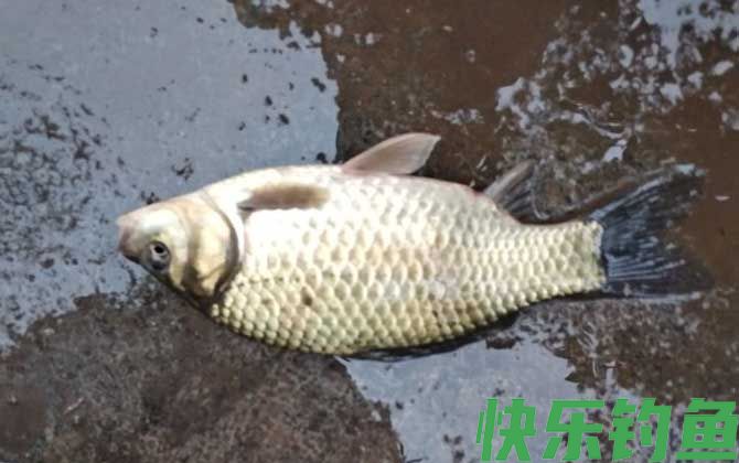 钓鲫鱼