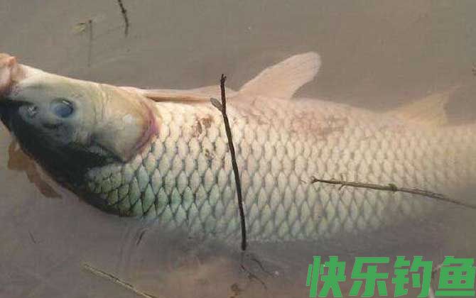 鲤鱼