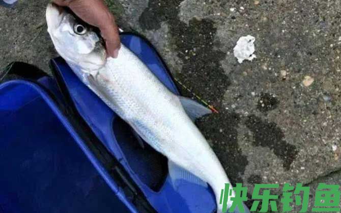 翘嘴鱼