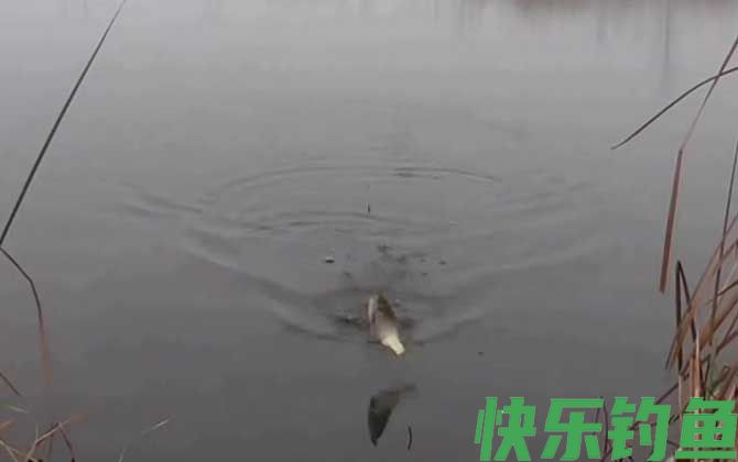 钓鱼