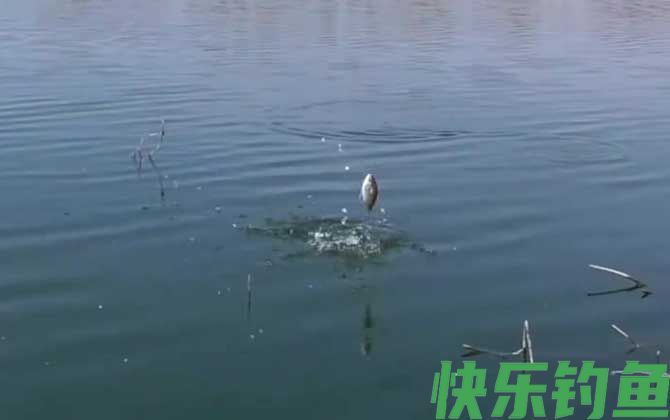 钓鱼
