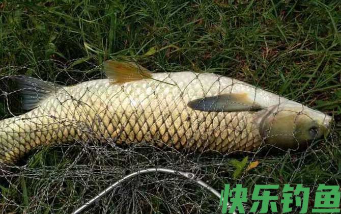钓鱼