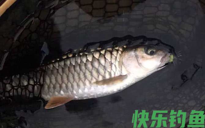 军鱼