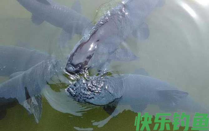 钓青鱼