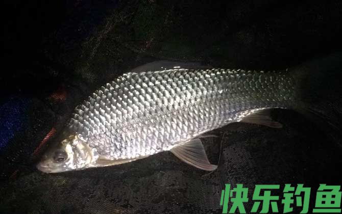 晚上钓鱼