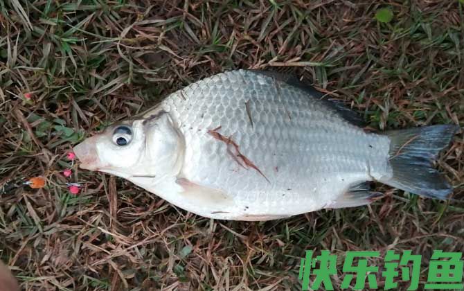 钓鱼