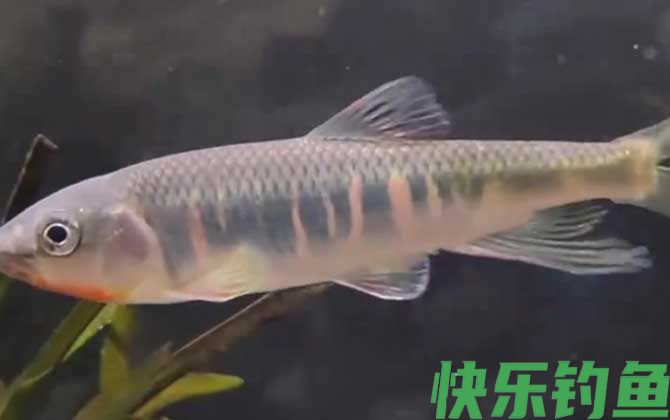 宽鳍鱲