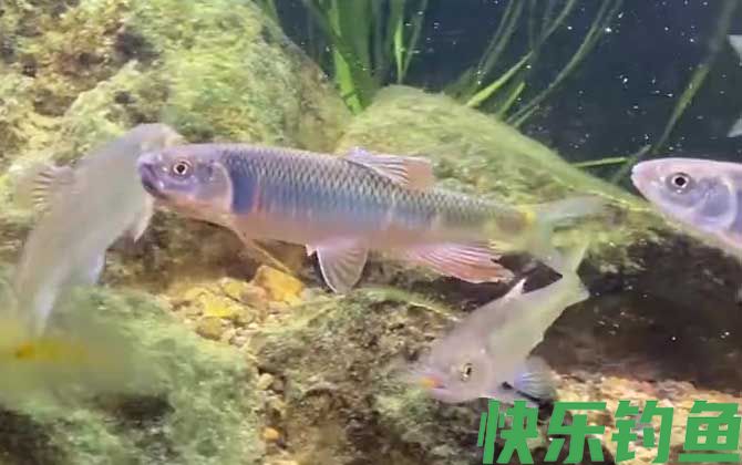 宽鳍鱲