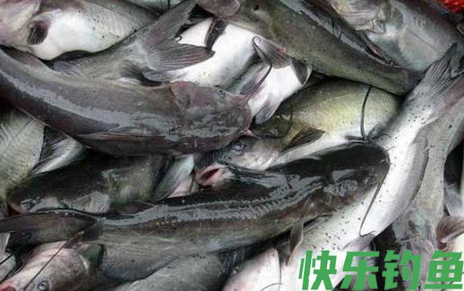 鲶鱼