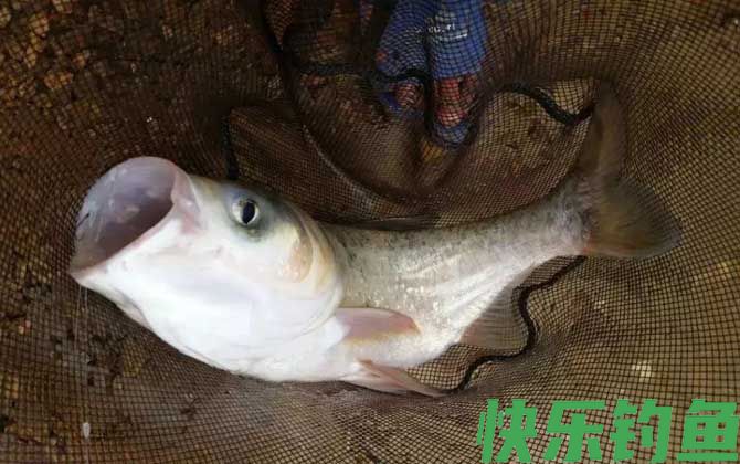 鲢鳙