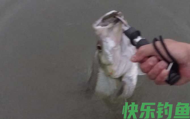 手竿钓翘嘴