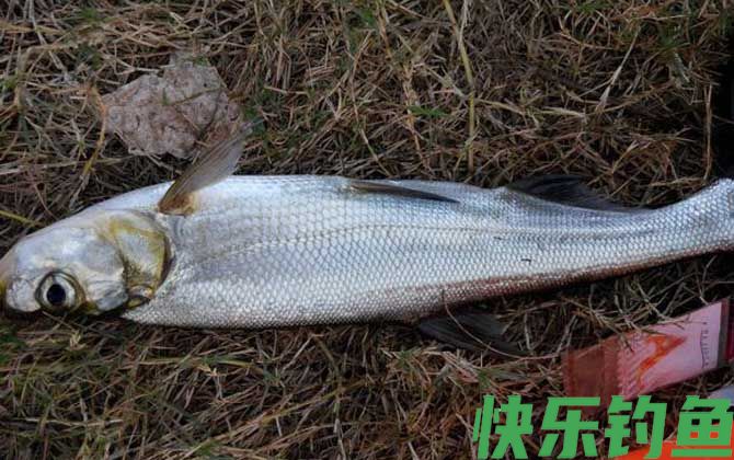 手竿钓翘嘴