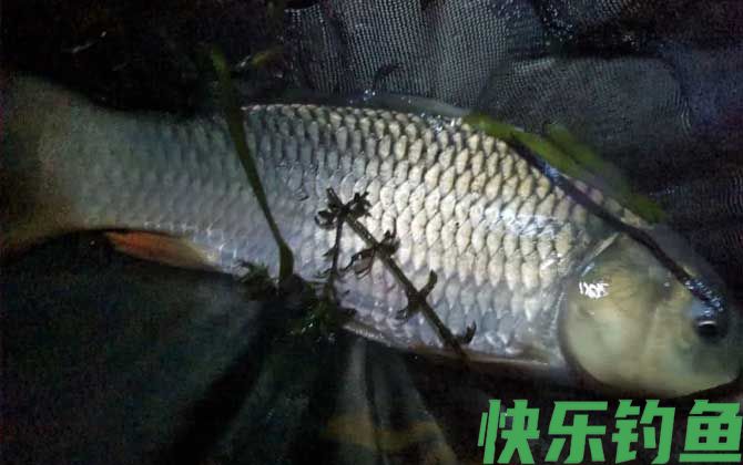钓鱼