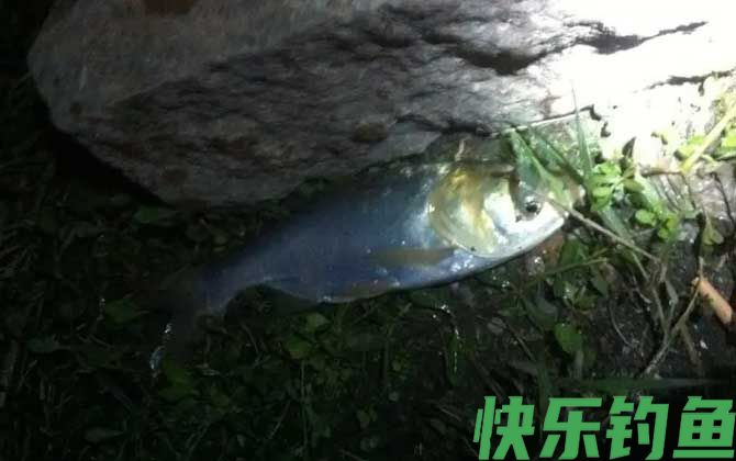 鲢鳙