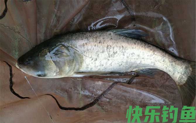 鲢鳙