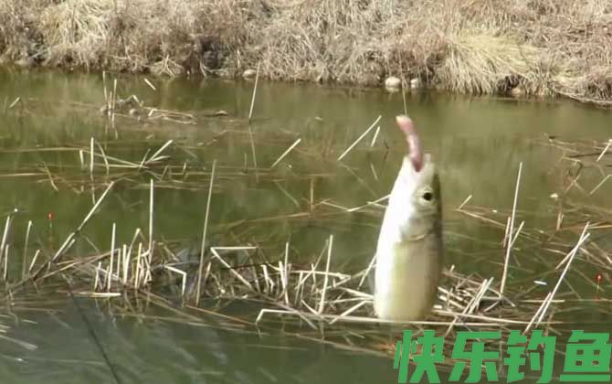 钓鱼