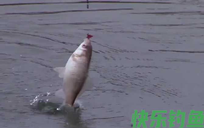 钓鱼